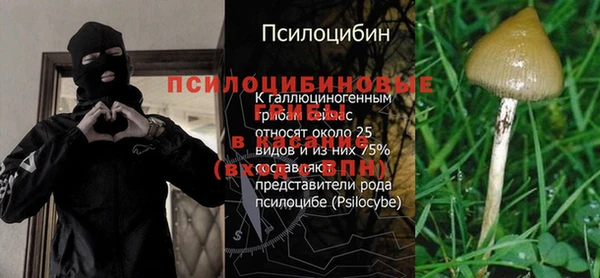 шишки Арсеньев